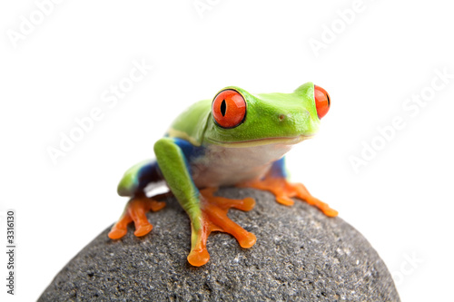 frog on rock