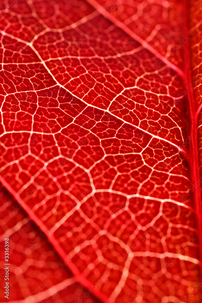 Obraz premium weinlese