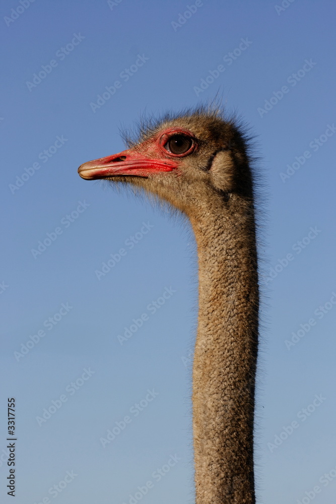 Fototapeta premium ostrich female