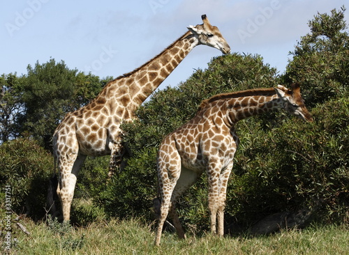 giraffes eating