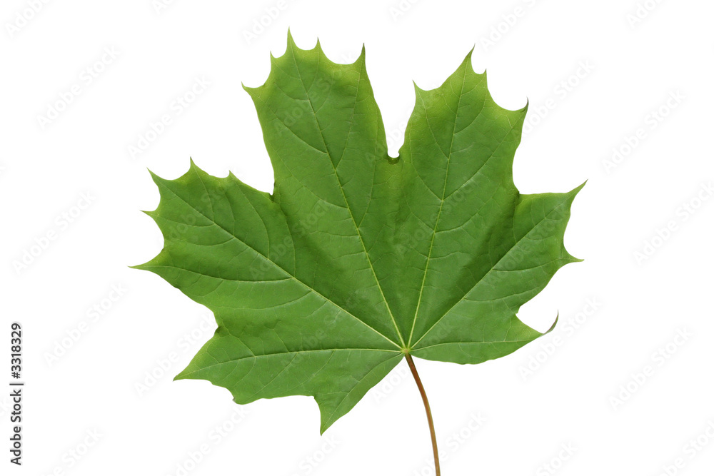 green maple leaf. green maple leaf.
