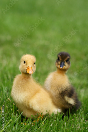 cute little ducklings