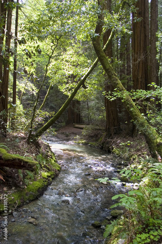 muir woods with river