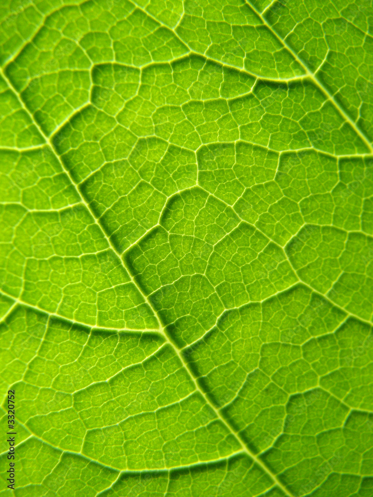 leaf texture leaf texture