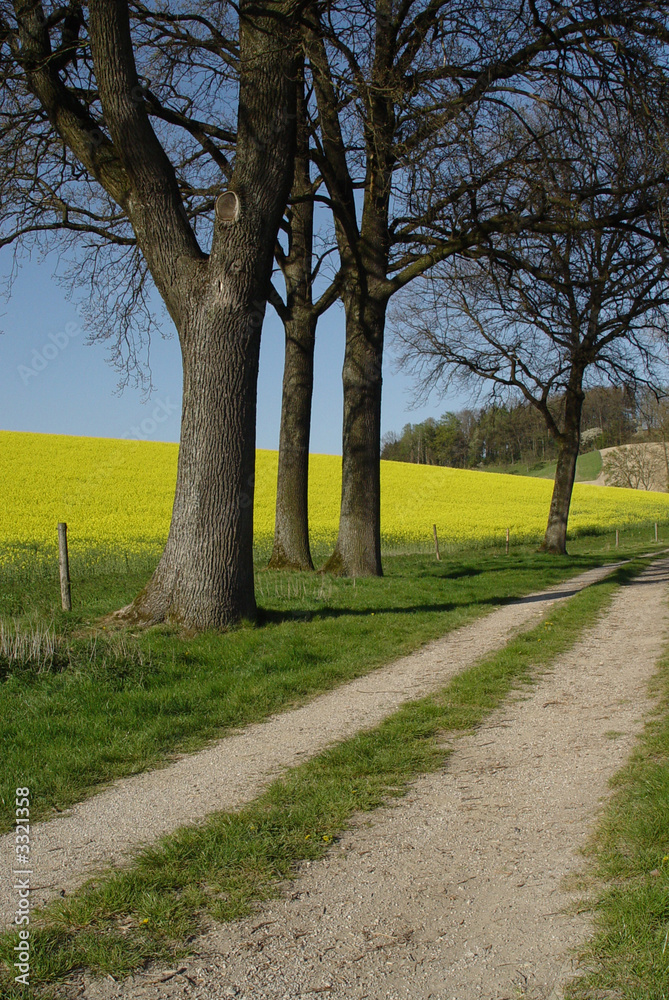 Fototapeta premium rapsfeld