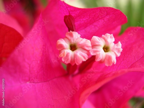bougainvillea