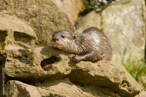 eurasian river otter