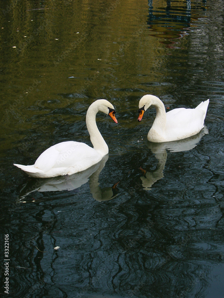 Naklejka premium bird.