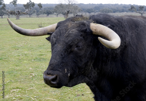 toro