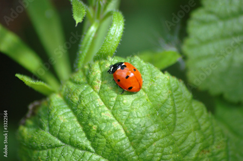 ladybird on leaf