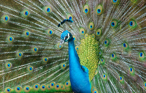 peacock