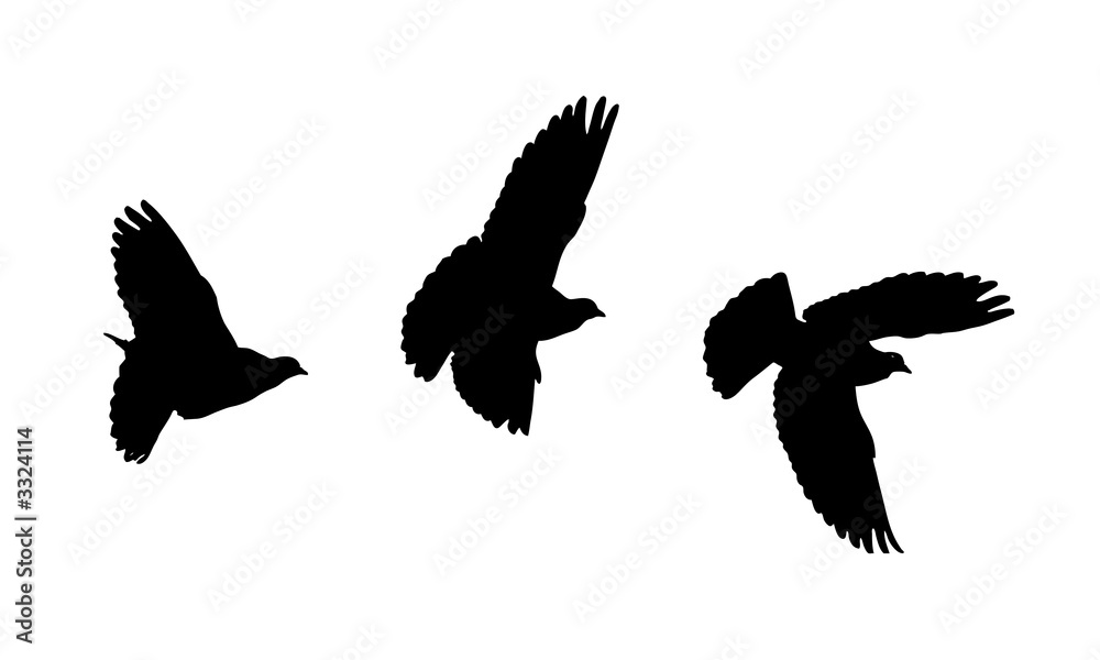 bird silhouettes bird silhouettes
