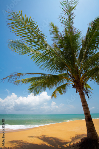 palm on the beach © Dmitry Ersler