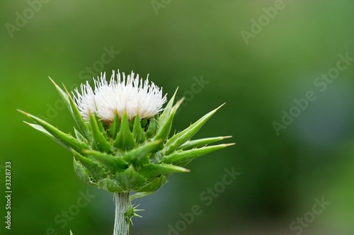 fleur