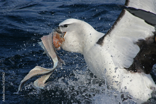 small albatros in action photo