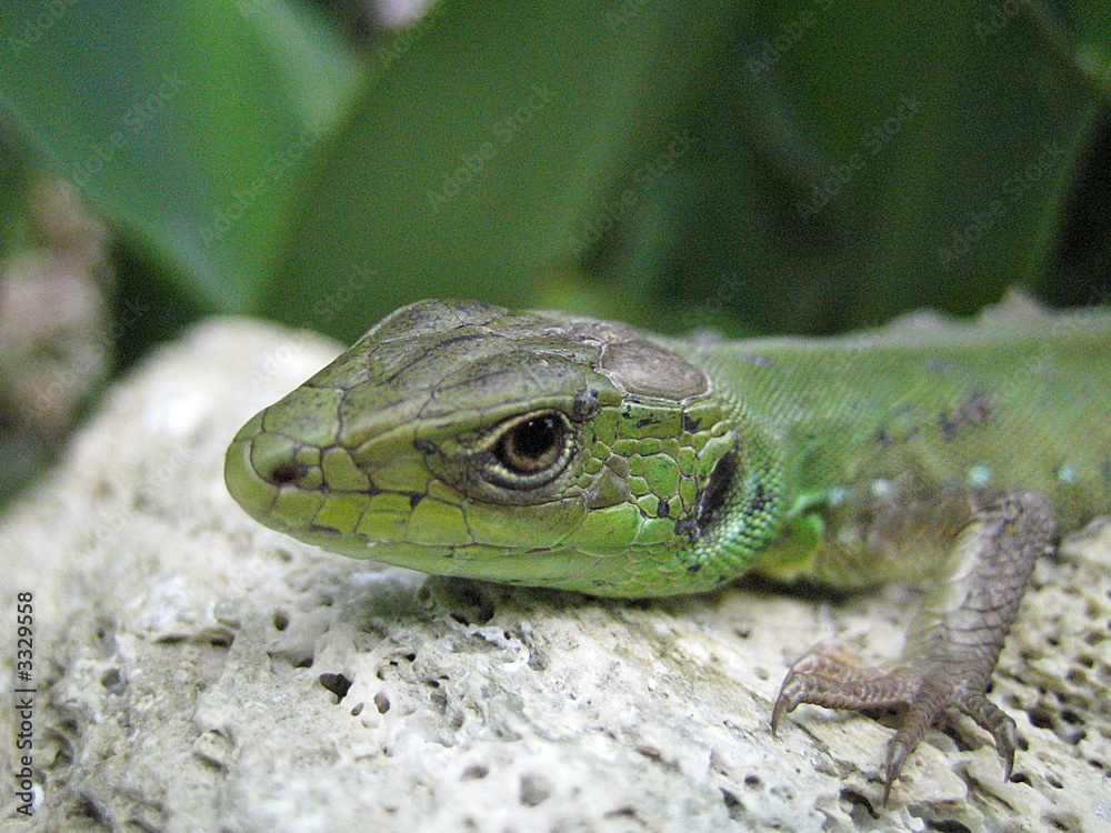 Fototapeta premium eidechse