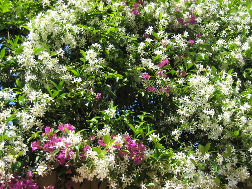 Quadro su tela jasmin et bougainvillier
