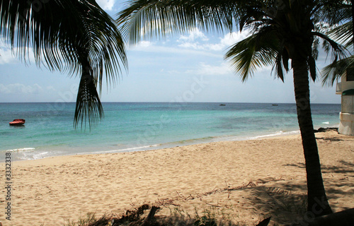 st.lucia beach with palms