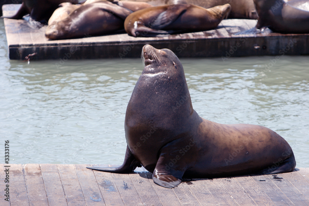 Naklejka premium sea lion at the pier