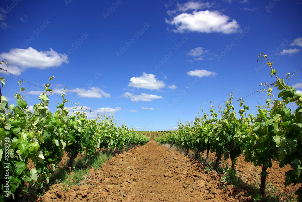 grapevines in the spring