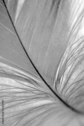 b&w feather closeup photo