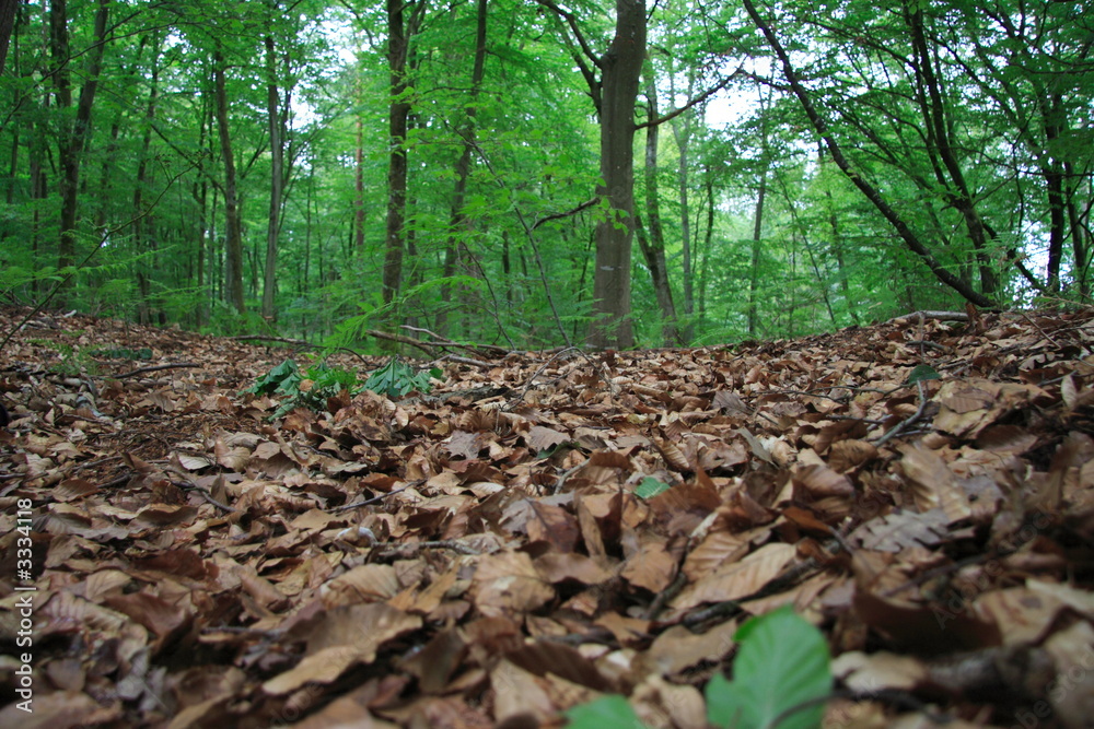 forêt