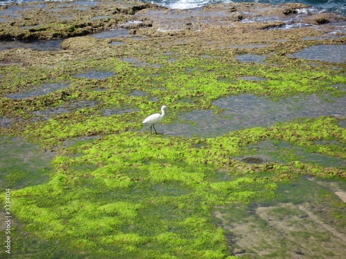 sea and grass