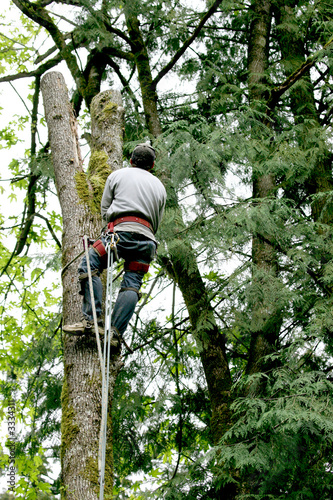 tree cutting