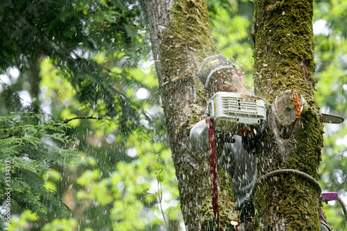 tree cutting