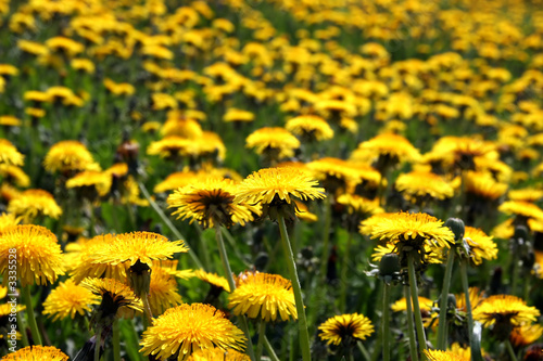 field in blossoming dandelions