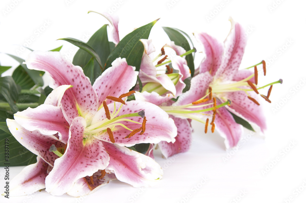 Obraz premium pink lily