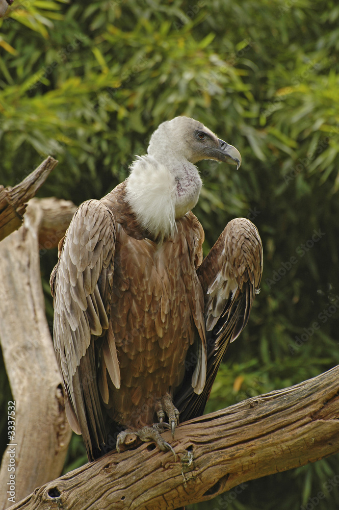 vulture portrait