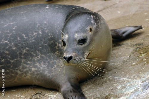 seal portrait