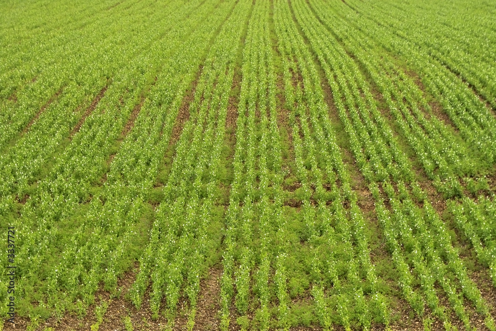 crops in rows