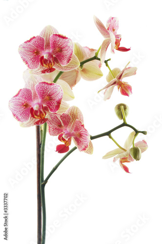 pink orchid