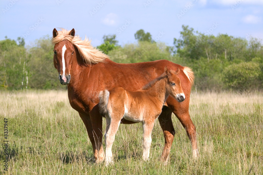 Fototapeta premium mare and colt profile