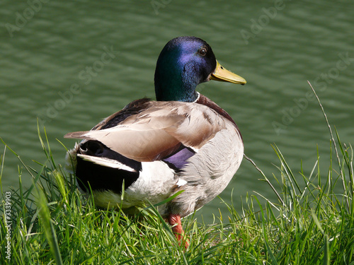 ente 2