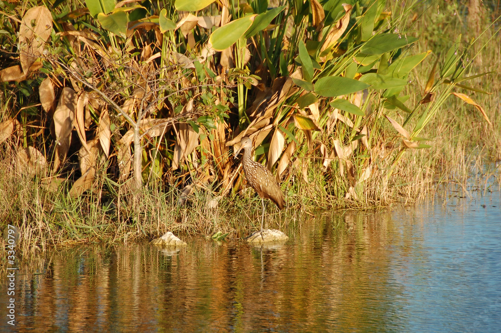 birds of the everglades birds of the everglades