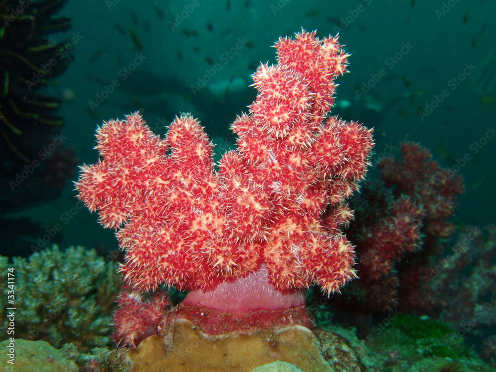 Fototapeta premium soft coral