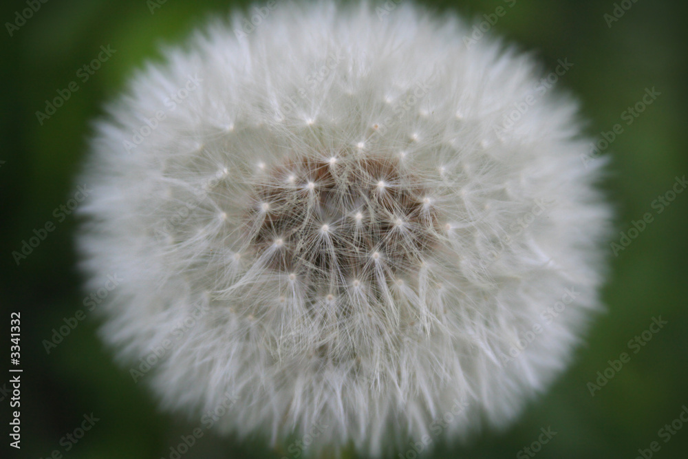 Fototapeta premium dandelion