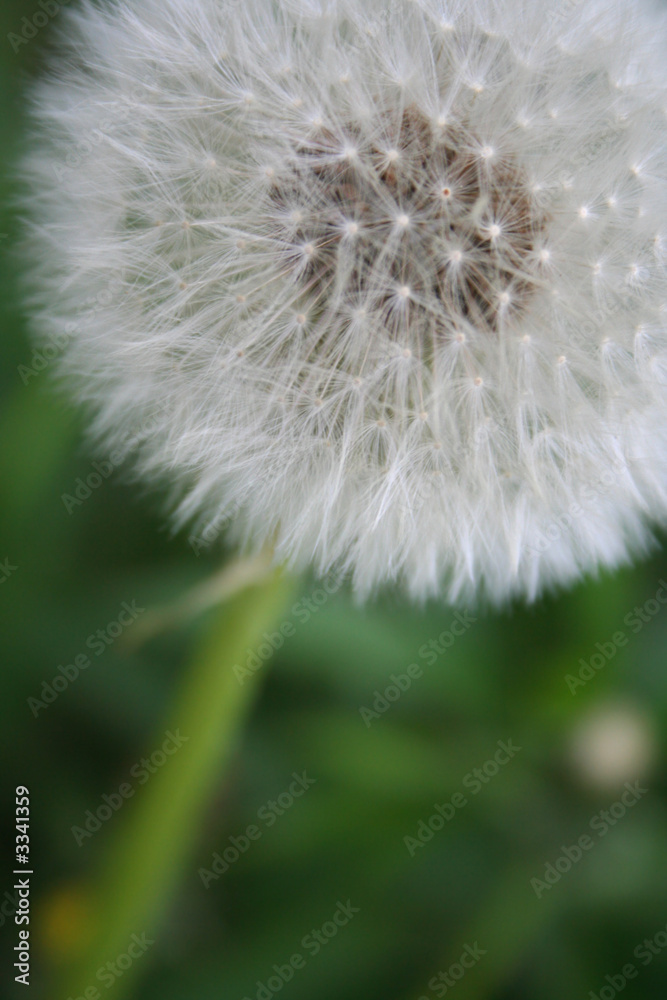 Fototapeta premium dandelion 2