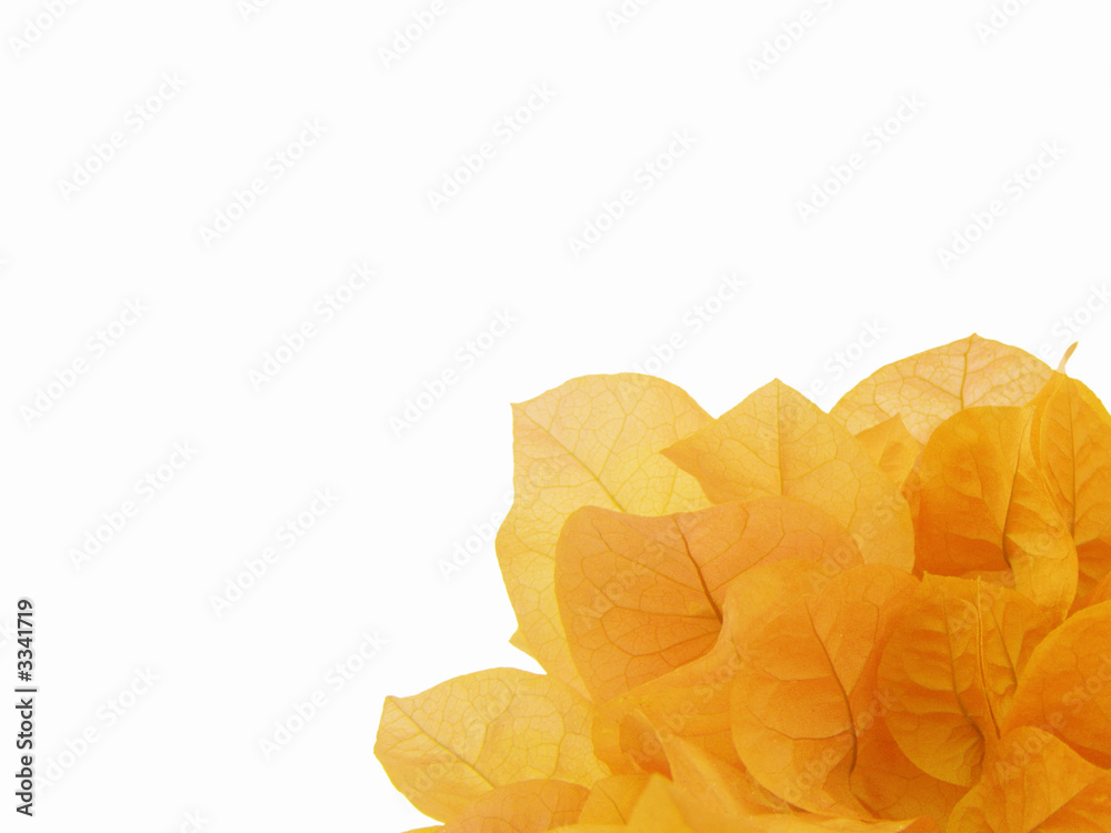 fleur bougainvillé jaune