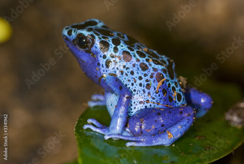 grenouille bleu