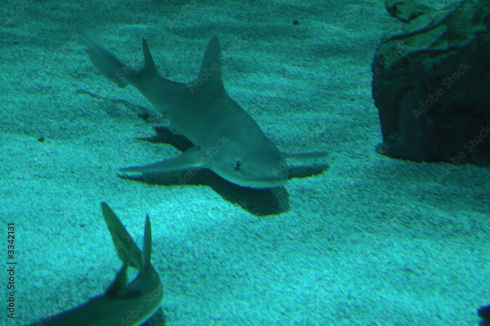 Fototapeta premium fotosub31