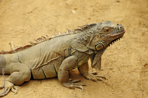 iguana