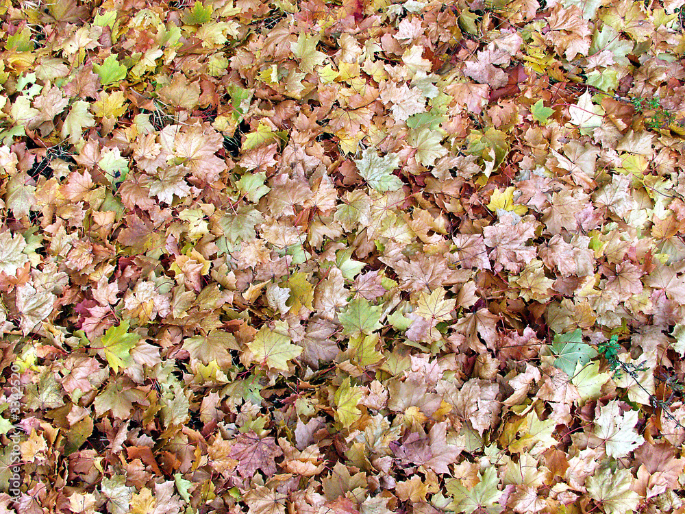 herbstblätter herbstblätter
