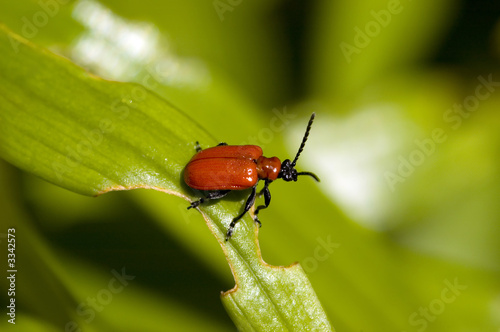 red lily leaf beetle bug © Nicky Jacobs