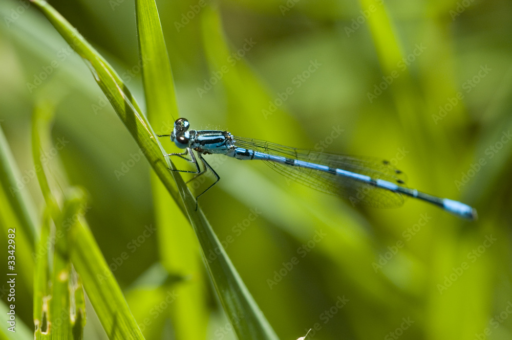 blue dragonfly