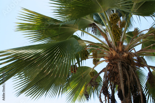 date palm