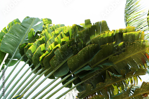 fan of palm leaves